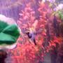freshwater fish - pterophyllum sp. - koi angel stocking in 30 gallons tank - pic