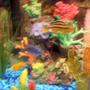 freshwater fish - melanochromis auratus - auratus cichlid stocking in 30 gallons tank - pic