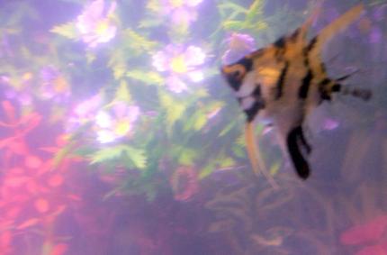freshwater fish - pterophyllum sp. - koi angel stocking in 30 gallons tank - pic