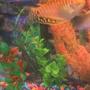 freshwater fish - pseudotropheus demasoni - demasoni cichlid stocking in 30 gallons tank - pic