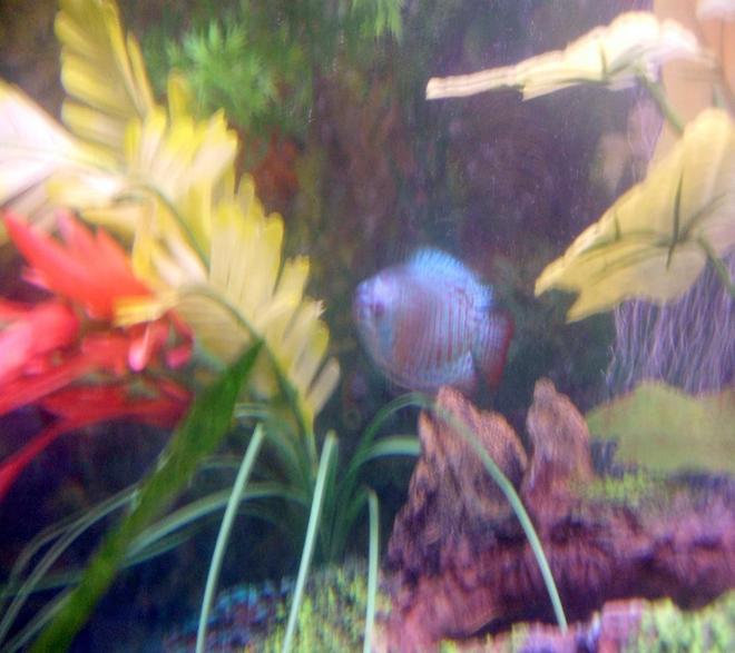 freshwater fish - colisa llalia - powder blue dwarf gourami stocking in 30 gallons tank - pic