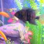 freshwater fish stocking in 30 gallons tank - pic
