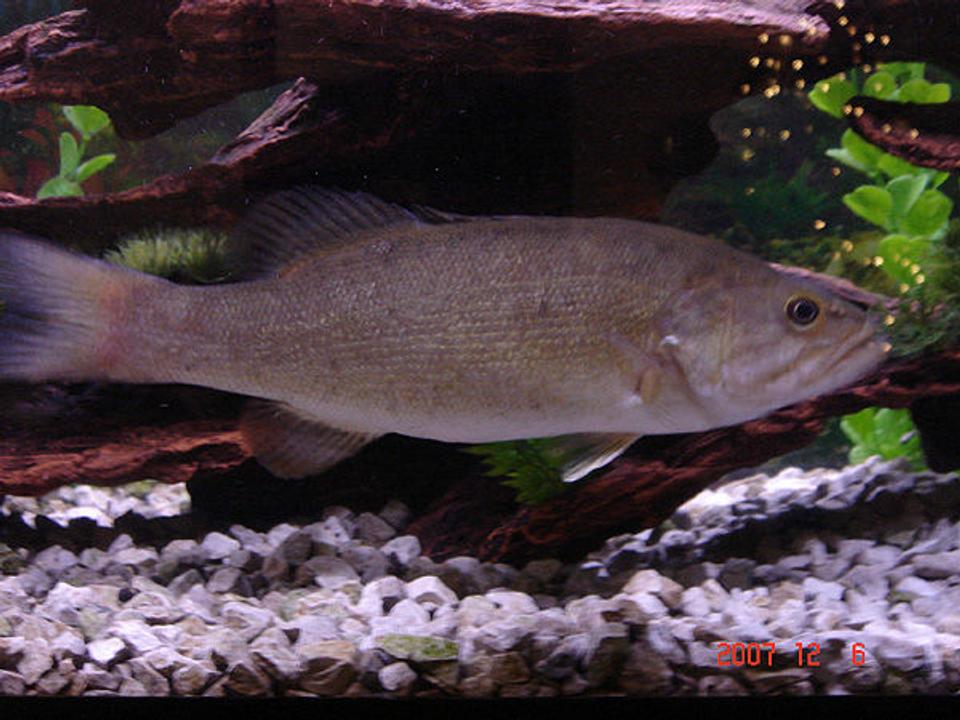 freshwater fish - micropterus dolomieu - smallmouth bass - small mouth bass
-micropterus dolomieu