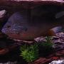 freshwater fish - lepomis macrochirus - bluegill - bluegill -lepomis macrochirus