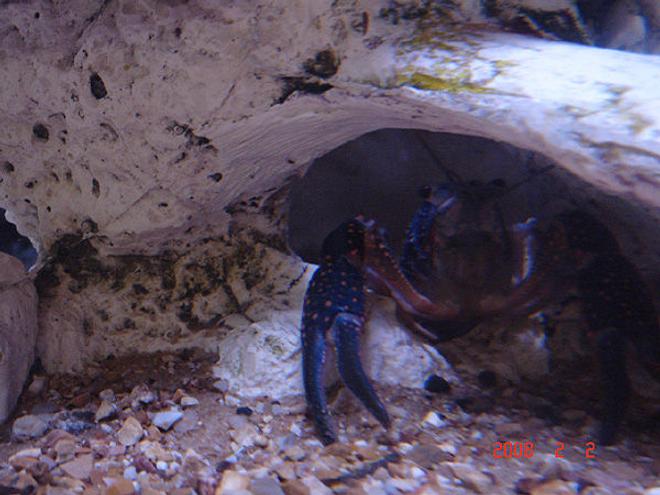 corals inverts - procambarus sp. - hammers cobalt blue lobster - crayfish- "blue lobster"
-pincherus maximus