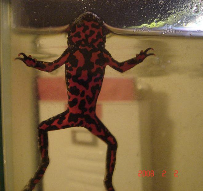 corals inverts - bombina orientalis - oriental fire-bellied toad - firebelly
-bombina orientalis