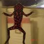 corals inverts - bombina orientalis - oriental fire-bellied toad - firebelly -bombina orientalis