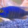 freshwater fish - sciaenochromis fryeri - electric blue hap stocking in 29 gallons tank - lightning blue rap.