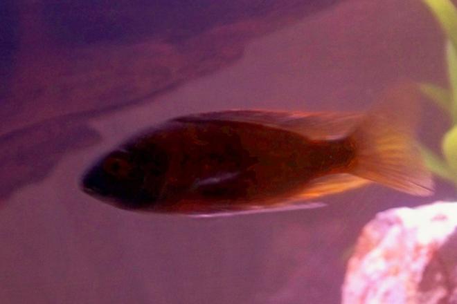 freshwater fish - haplochromis sp. 44 - thick skin stocking in 29 gallons tank - Horace coracle