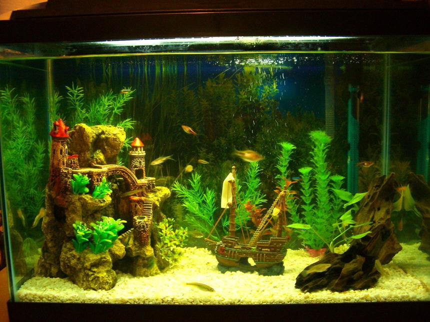 Rated #3026: 20 Gallons Freshwater Fish Tank - New tank