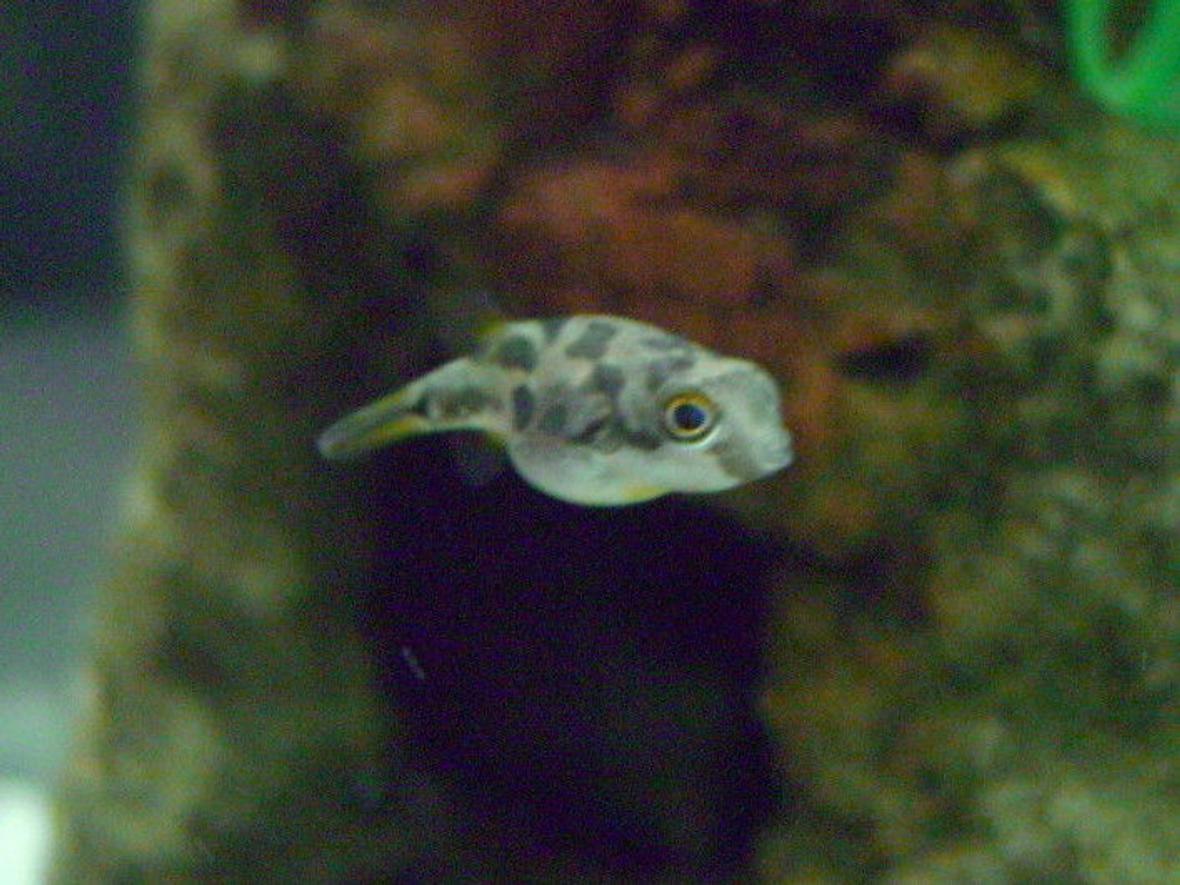 freshwater fish - carinotetraodon travancoricus - dwarf puffer stocking in 20 gallons tank - My Dwarf Puffer