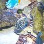 saltwater fish - pomacanthus imperator - imperator angelfish stocking in 140 gallons tank - imperator angel