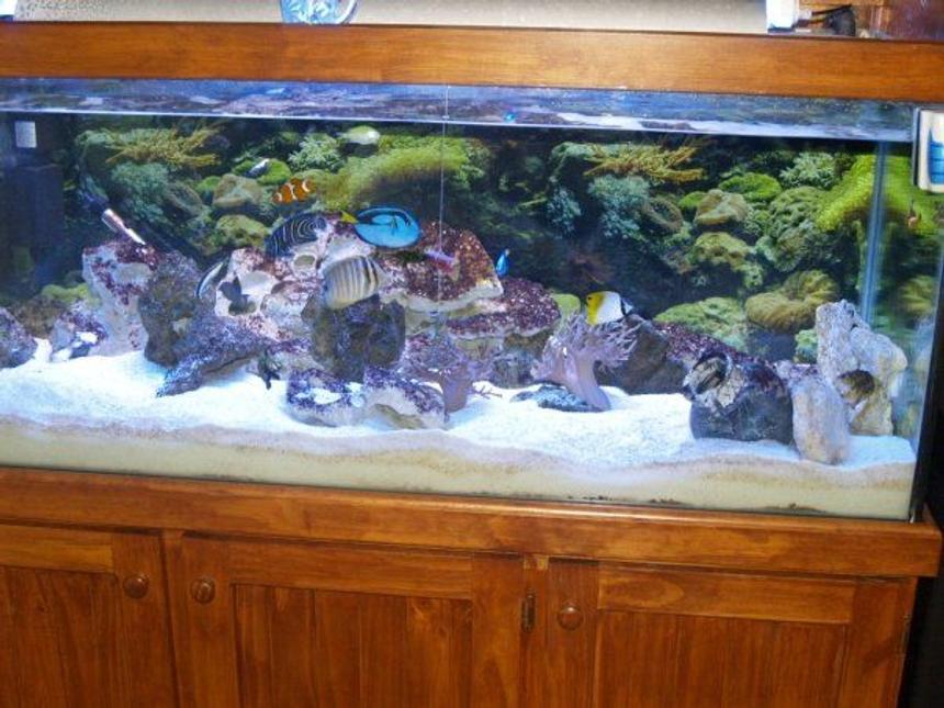 Rated #22: 140 Gallons Saltwater Fish Tank - Me 500 lt tank converted from freshwater to marine.