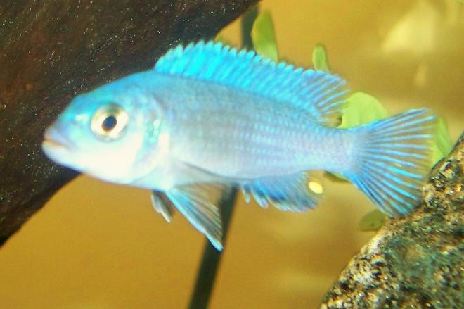 freshwater fish - metriaclima callainos - cobalt blue zebra cichlid stocking in 29 gallons tank - zebra colbolt