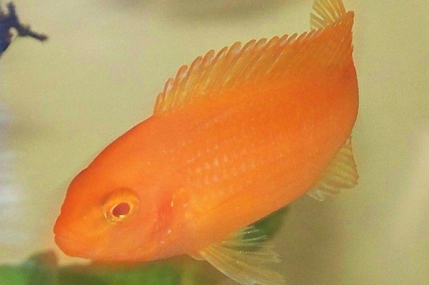 Rated #1202: Freshwater Fish - Pseudotropheus Estherae - Red Zebra Cichlid Stocking In 29 Gallons Tank - zebra red