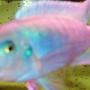 freshwater fish - metriaclima callainos - cobalt blue zebra cichlid stocking in 75 gallons tank - cobalt