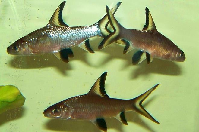 freshwater fish - balantiocheilus melanopterus - bala shark stocking in 75 gallons tank - Bala Sharks