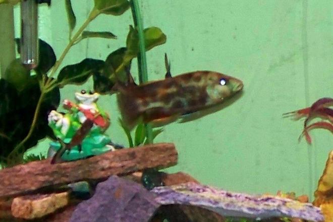 freshwater fish - nimbochromis livingstonii - livingstoni stocking in 75 gallons tank - livingstoni