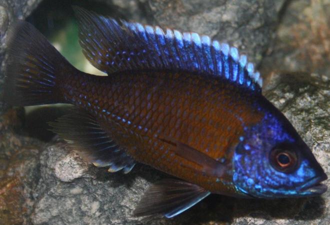 freshwater fish - copadichromis borleyi - borleyi cichlid stocking in 29 gallons tank - Don't really know the name of many of my fish I would appriciate help