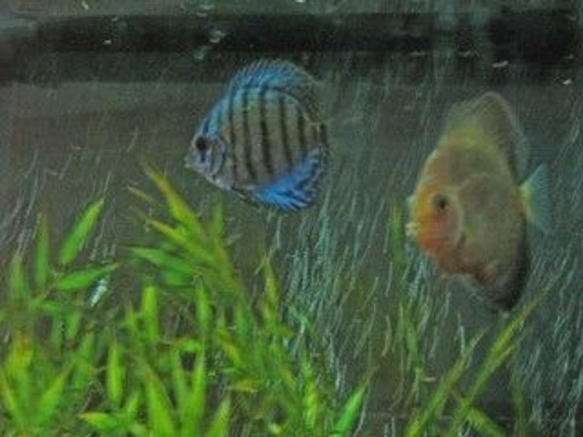 freshwater fish - symphysodon aequifasciata - royal blue discus stocking in 47 gallons tank - display