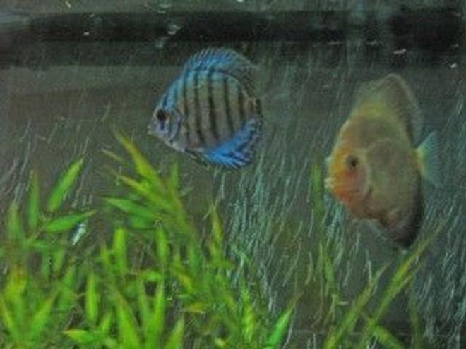 freshwater fish - symphysodon aequifasciata - royal blue discus stocking in 47 gallons tank - display