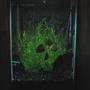 fish tank picture - 47 gal column 4 discus, 10 rummy nose tetras, 3 corys