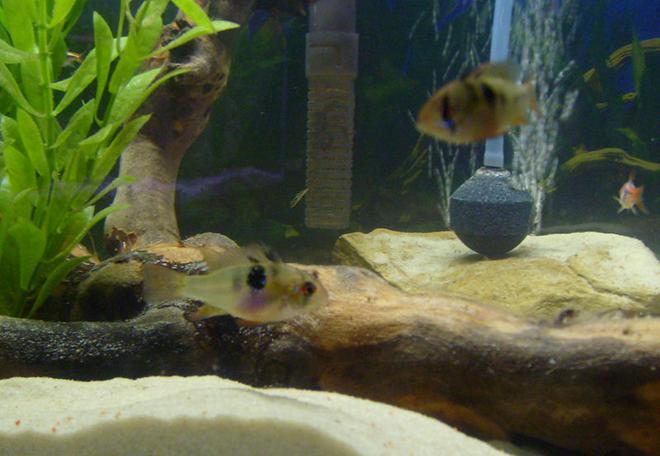 freshwater fish - papiliochromis ramirezi - german blue ram - Pair of German Blue Rams
