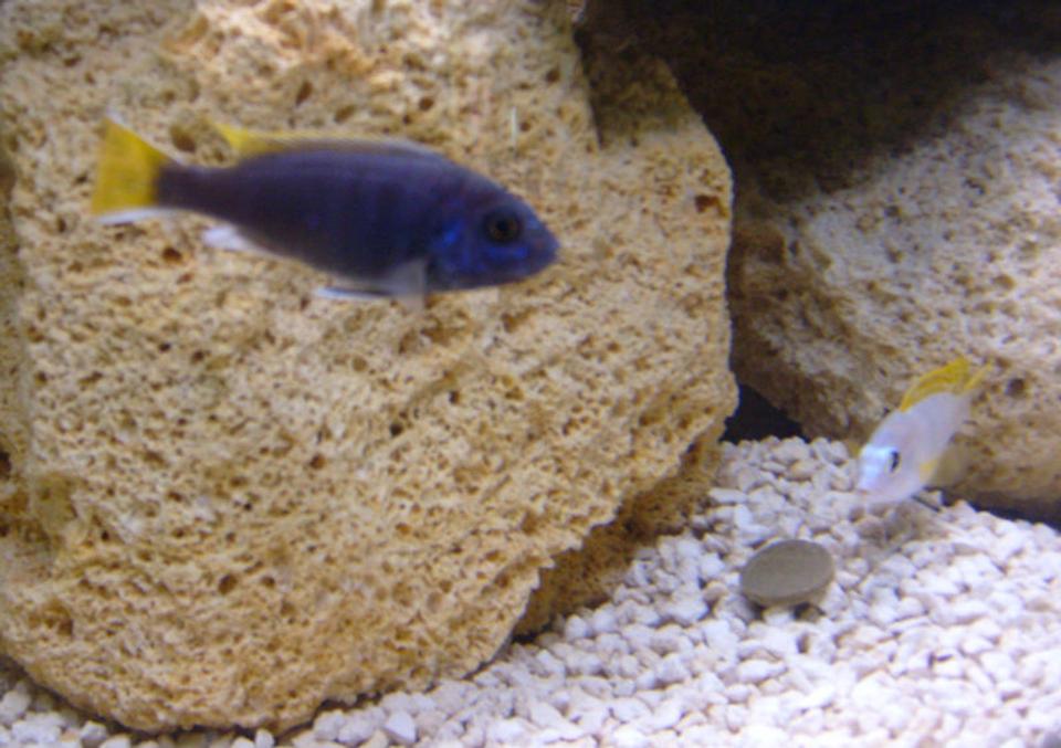 freshwater fish - pseudotropheus acei - acei cichlid - Pseudotropheus Acei and Labidochromis Perlmutt