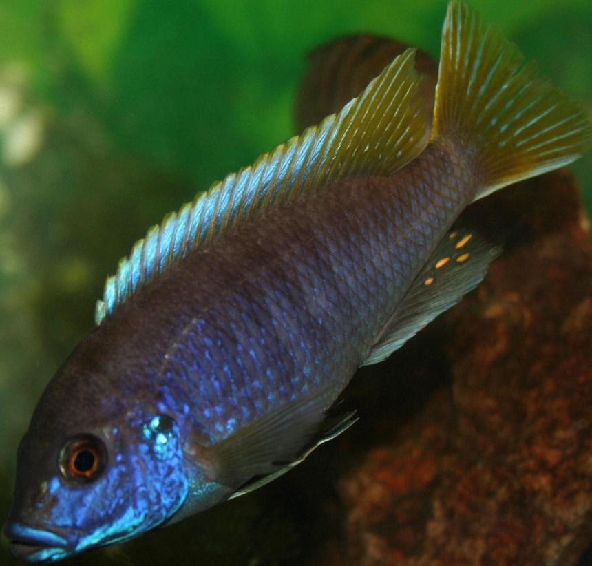 Rated #801: Freshwater Fish - Pseudotropheus Acei - Acei Cichlid Stocking In 29 Gallons Tank - Acei