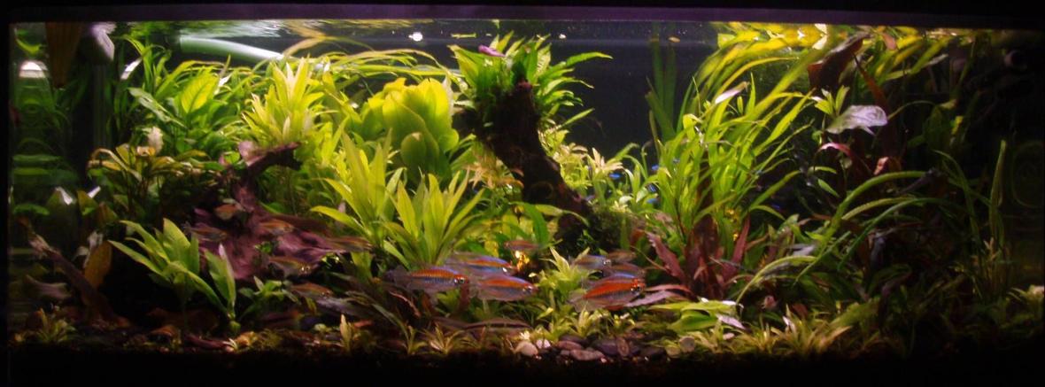 70 gallons planted tank (mostly live plants and fish) - Front View