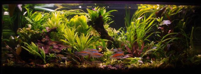 70 gallons planted tank (mostly live plants and fish) - Front View
