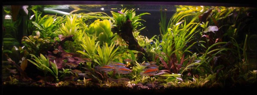 Rated #20: 70 Gallons Planted Tank - Front View