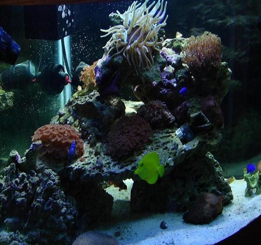 Rated #162: 54 Gallons Reef Tank - You dont own it, it owns you