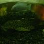 freshwater fish - parancistrus sp. - peppermint plecostomus (l-31) stocking in 120 gallons tank - pleco and africans