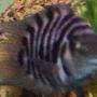 freshwater fish - archocentrus nigrofasciatus - black convict cichlid stocking in 75 gallons tank - Convict