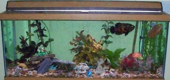 75 gallons freshwater fish tank (mostly fish and non-living decorations) - 75g