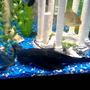 freshwater fish - metynnis argenteus - silver dollar stocking in 75 gallons tank - monster 13.5inch pleco with blue lobster and my silver doller my vary first fish over 5 years ago