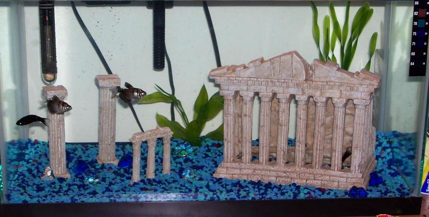 Rated #4040: 10 Gallons Freshwater Fish Tank - 1st tank-10 gallon column thing goin on