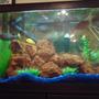20 gallons freshwater fish tank (mostly fish and non-living decorations) - My 20 Gallon Freshwater Chiclid Tank