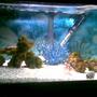 75 gallons saltwater fish tank (mostly fish, little/no live coral) - 20g salt