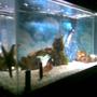 fish tank picture - 20g salt pic 2