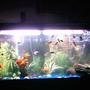 75 gallons freshwater fish tank (mostly fish and non-living decorations) - My 75 gallon freshwater tank