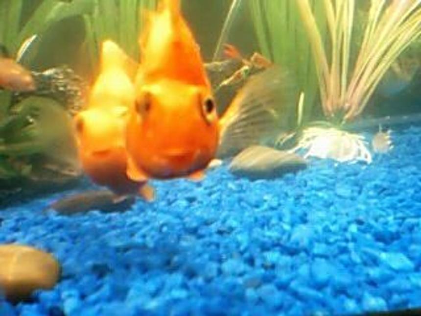 Rated #2197: Freshwater Fish - Heros Severus X Amphilophus Citrinellum - Blood Parrot Stocking In 75 Gallons Tank - red parrot smiling