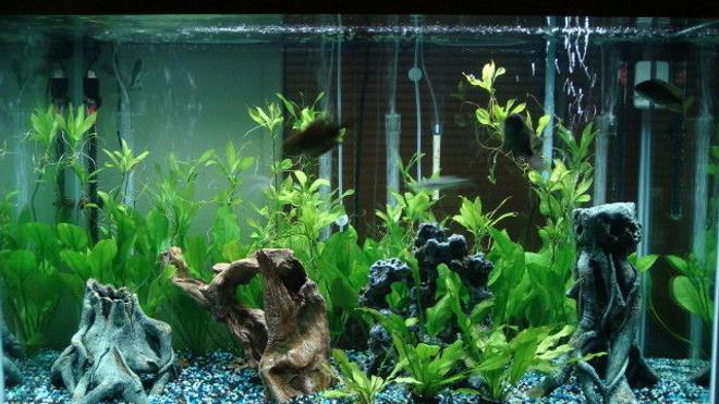 150 gallons planted tank (mostly live plants and fish) - my tank.  150gal
