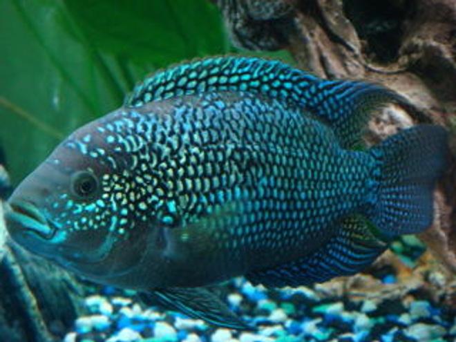 freshwater fish - nandopsis octofasciatum - jack dempsey stocking in 150 gallons tank - jack dempsey