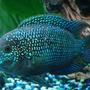 freshwater fish - nandopsis octofasciatum - jack dempsey stocking in 150 gallons tank - jack dempsey