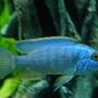 freshwater fish - sciaenochromis ahli - electric blue cichlid stocking in 150 gallons tank - electric blue ahli