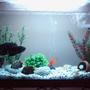 freshwater fish tank (mostly fish and non-living decorations) - My Oscar,Scott & Parrot fishes living together.