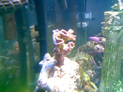 corals inverts - caulastrea furcata - candy cane coral stocking in 75 gallons tank - candy coral