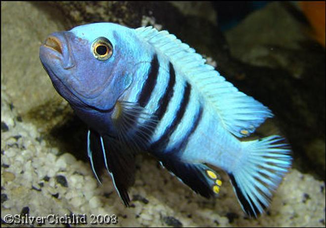 freshwater fish - cynotilapia pulpican stocking in 180 gallons tank - Cynotilapia pulpican